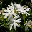 Plamenka šídlovitá 'Snowflake' - Phlox subulata 'Snowflake'