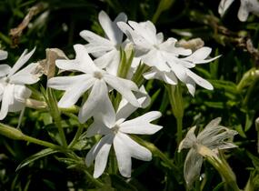Plamenka šídlovitá 'Snowflake' - Phlox subulata 'Snowflake'