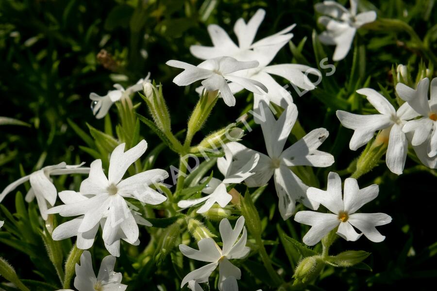 Plamenka šídlovitá 'Snowflake' - Phlox subulata 'Snowflake'