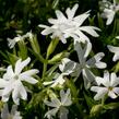 Plamenka šídlovitá 'Snowflake' - Phlox subulata 'Snowflake'