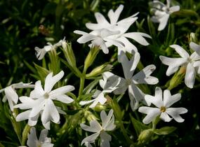 Plamenka šídlovitá 'Snowflake' - Phlox subulata 'Snowflake'