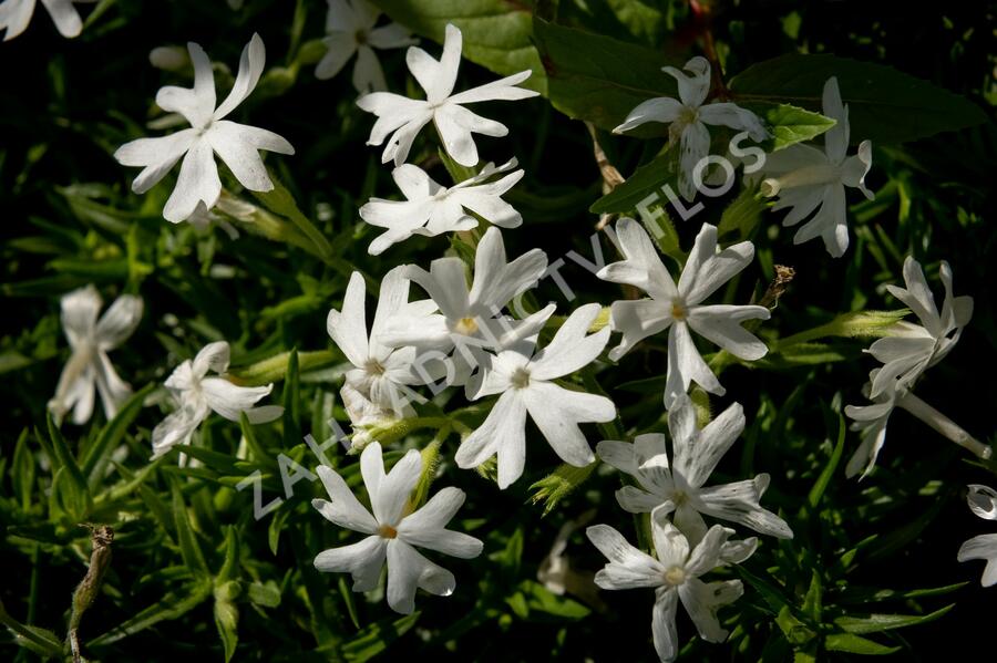 Plamenka šídlovitá 'Snowflake' - Phlox subulata 'Snowflake'