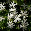 Plamenka šídlovitá 'Snowflake' - Phlox subulata 'Snowflake'