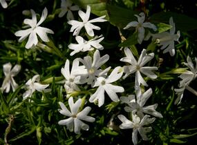 Plamenka šídlovitá 'Snowflake' - Phlox subulata 'Snowflake'