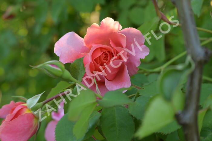 Růže pnoucí 'Alibaba' - Rosa PN 'Alibaba'