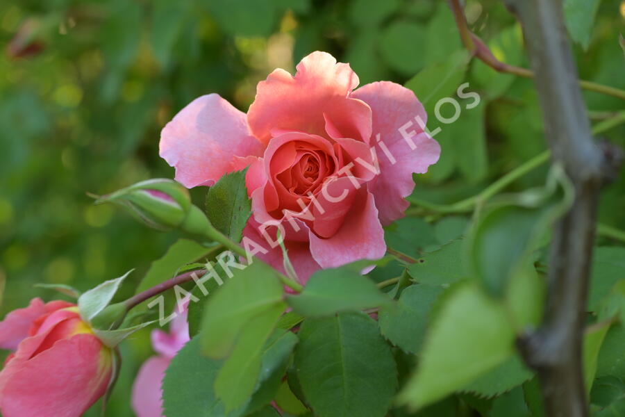 Růže pnoucí 'Alibaba' - Rosa PN 'Alibaba'