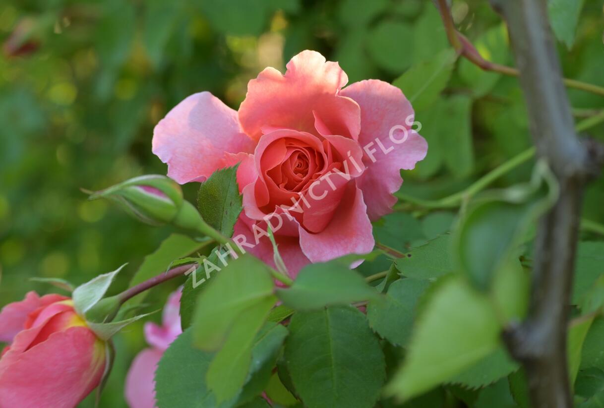 Růže pnoucí 'Alibaba' - Rosa PN 'Alibaba'