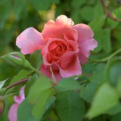 Růže pnoucí 'Alibaba' - Rosa PN 'Alibaba'