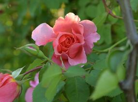 Růže pnoucí 'Alibaba' - Rosa PN 'Alibaba'