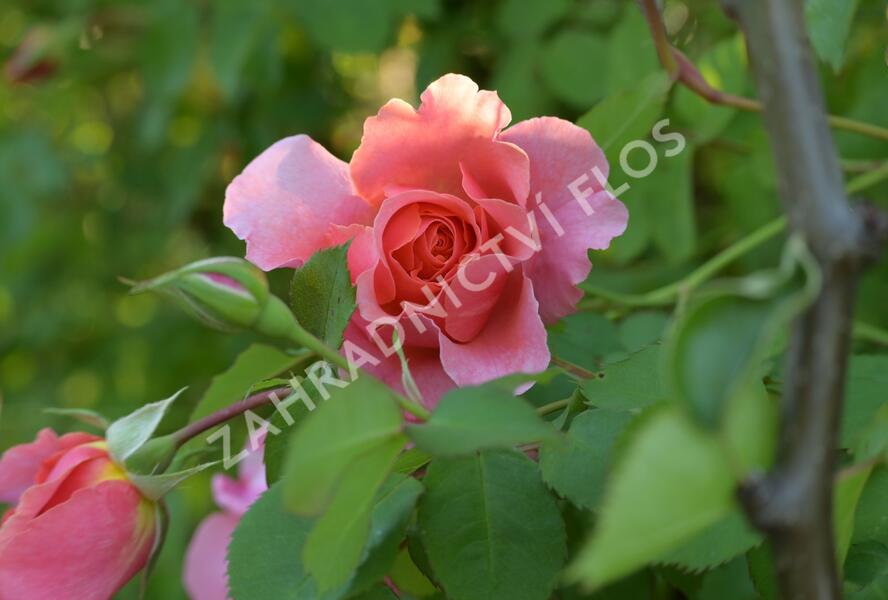 Růže pnoucí 'Alibaba' - Rosa PN 'Alibaba'