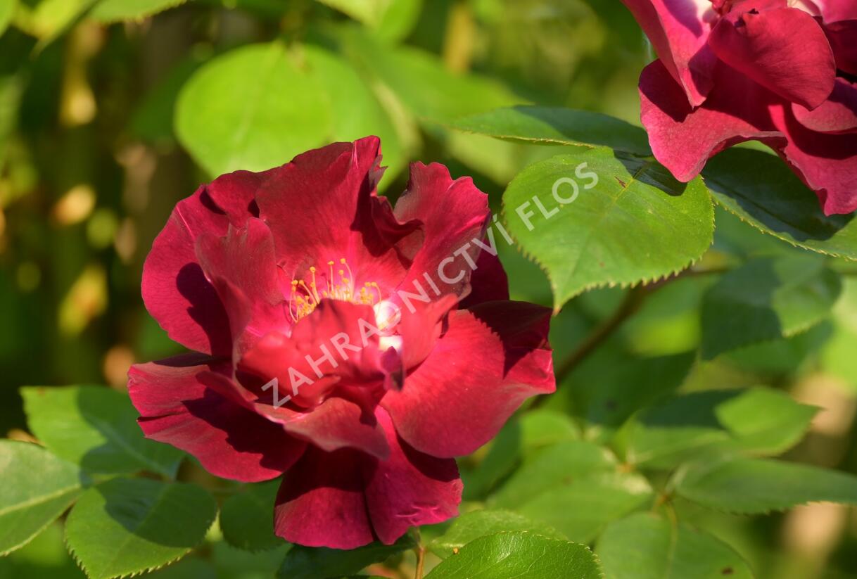 Růže pnoucí 'Night Owl' - Rosa PN 'Night Owl'