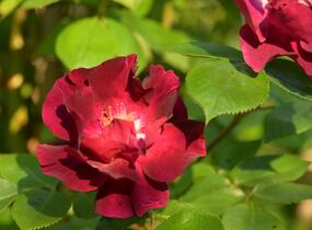 Růže pnoucí 'Night Owl' - Rosa PN 'Night Owl'