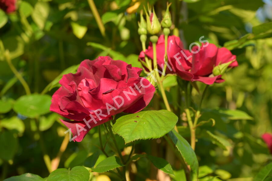 Růže pnoucí 'Night Owl' - Rosa PN 'Night Owl'