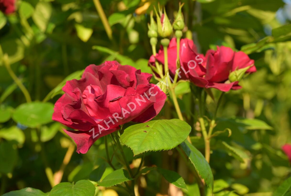 Růže pnoucí 'Night Owl' - Rosa PN 'Night Owl'