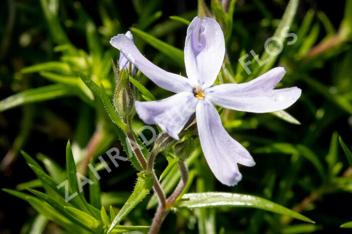 Plamenka šídlovitá 'G.F.Wilson' - Phlox subulata 'G.F.Wilson'