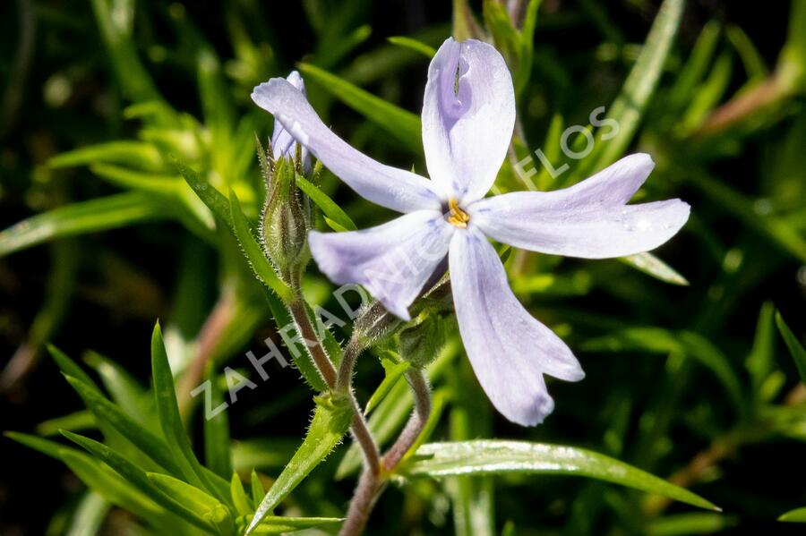 Plamenka šídlovitá 'G.F.Wilson' - Phlox subulata 'G.F.Wilson'