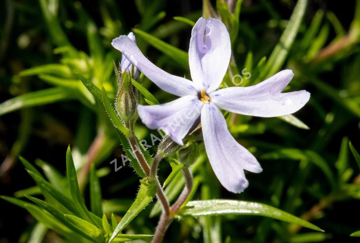 Plamenka šídlovitá 'G.F.Wilson' - Phlox subulata 'G.F.Wilson'