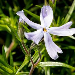 Plamenka šídlovitá 'G.F.Wilson' - Phlox subulata 'G.F.Wilson'