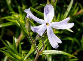 Plamenka šídlovitá 'G.F.Wilson' - Phlox subulata 'G.F.Wilson'