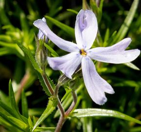 Plamenka šídlovitá 'G.F.Wilson' - Phlox subulata 'G.F.Wilson'