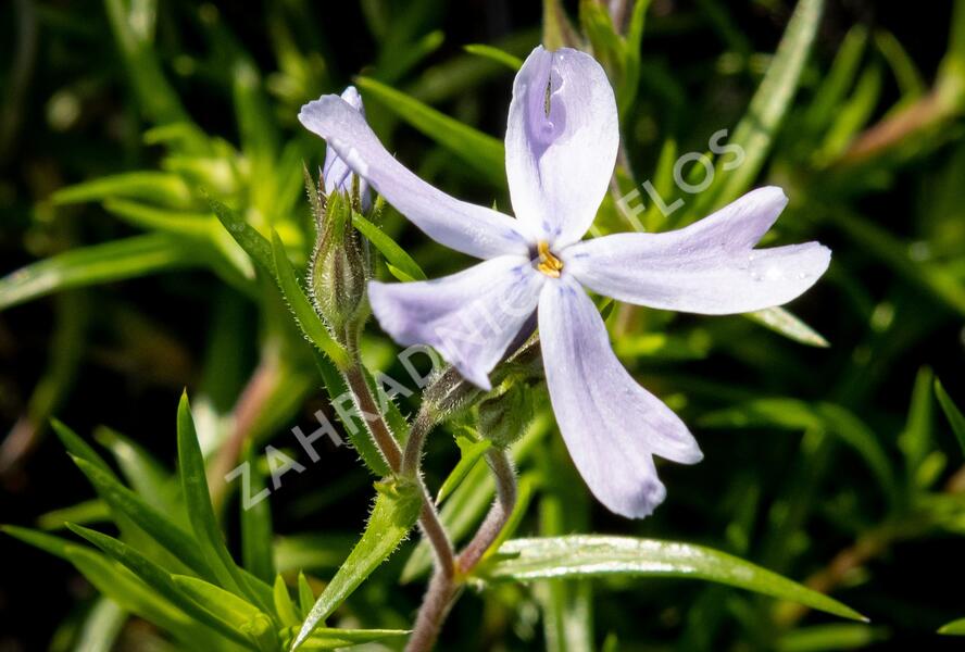 Plamenka šídlovitá 'G.F.Wilson' - Phlox subulata 'G.F.Wilson'