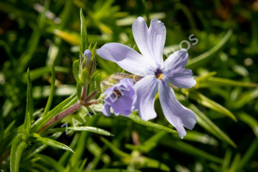 Plamenka šídlovitá 'G.F.Wilson' - Phlox subulata 'G.F.Wilson'