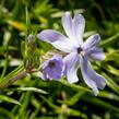 Plamenka šídlovitá 'G.F.Wilson' - Phlox subulata 'G.F.Wilson'