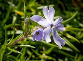 Plamenka šídlovitá 'G.F.Wilson' - Phlox subulata 'G.F.Wilson'
