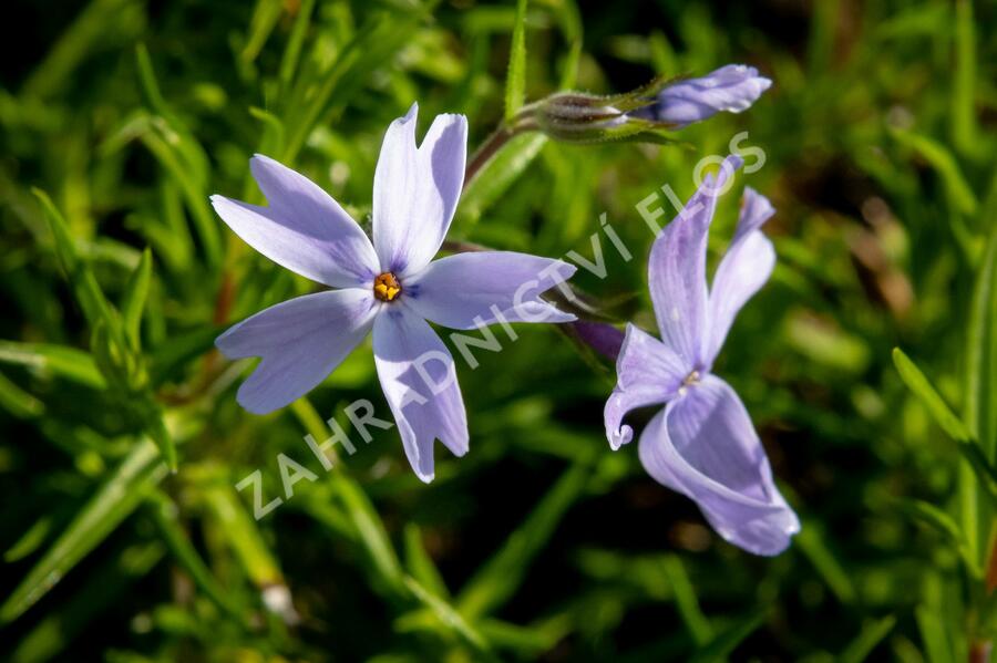 Plamenka šídlovitá 'G.F.Wilson' - Phlox subulata 'G.F.Wilson'