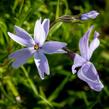 Plamenka šídlovitá 'G.F.Wilson' - Phlox subulata 'G.F.Wilson'
