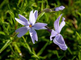 Plamenka šídlovitá 'G.F.Wilson' - Phlox subulata 'G.F.Wilson'