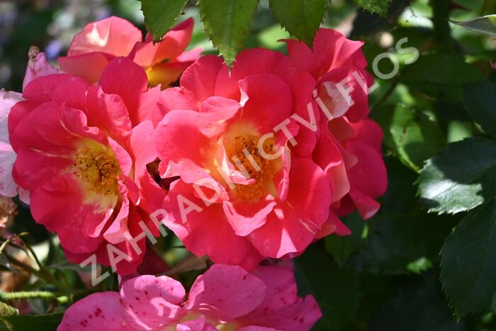 Růže pnoucí Kordes 'Bajazzo' - Rosa PN 'Bajazzo'