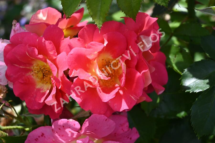 Růže pnoucí Kordes 'Bajazzo' - Rosa PN 'Bajazzo'