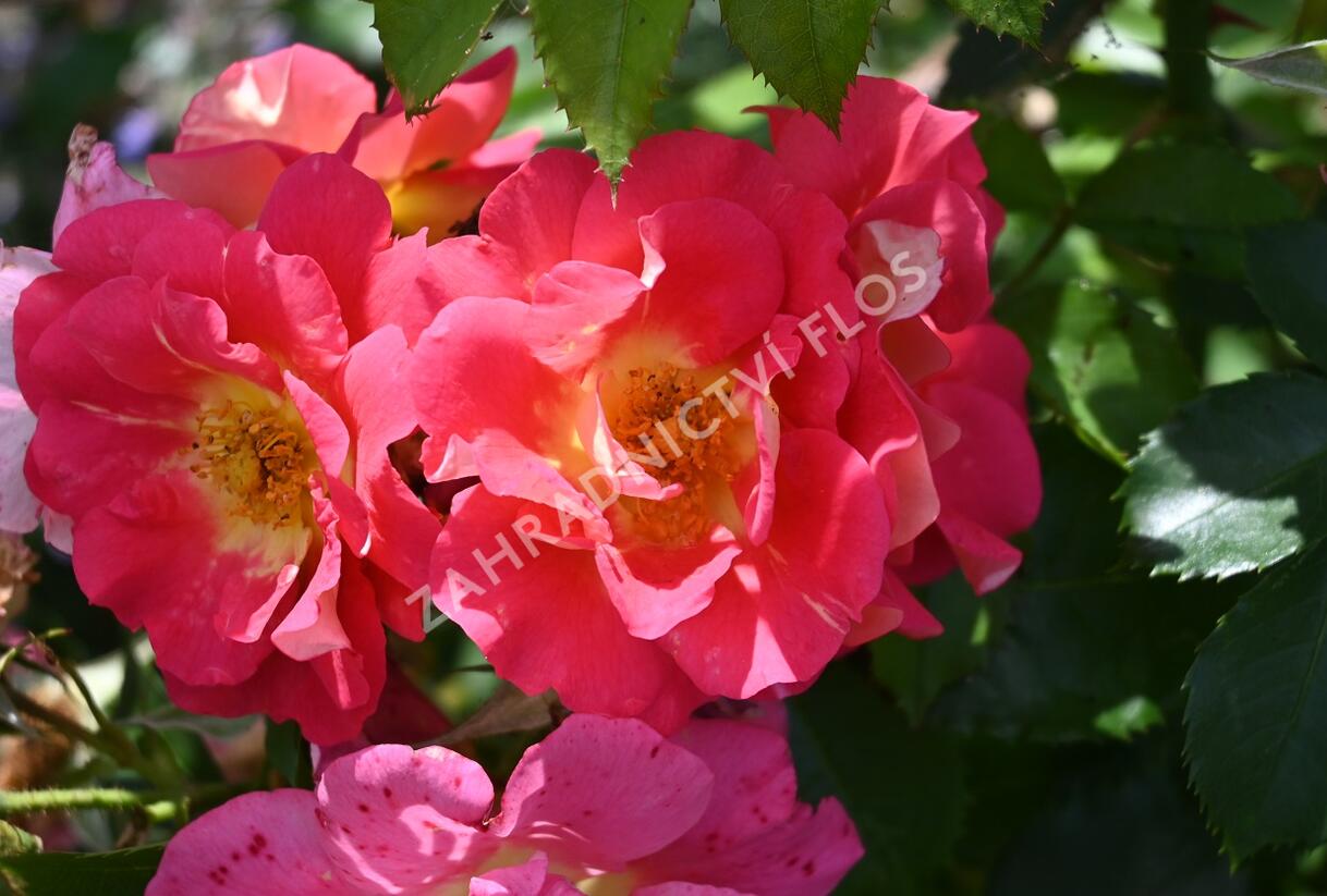 Růže pnoucí Kordes 'Bajazzo' - Rosa PN 'Bajazzo'