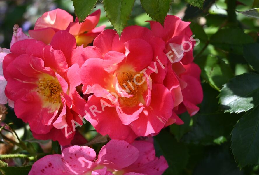 Růže pnoucí Kordes 'Bajazzo' - Rosa PN 'Bajazzo'