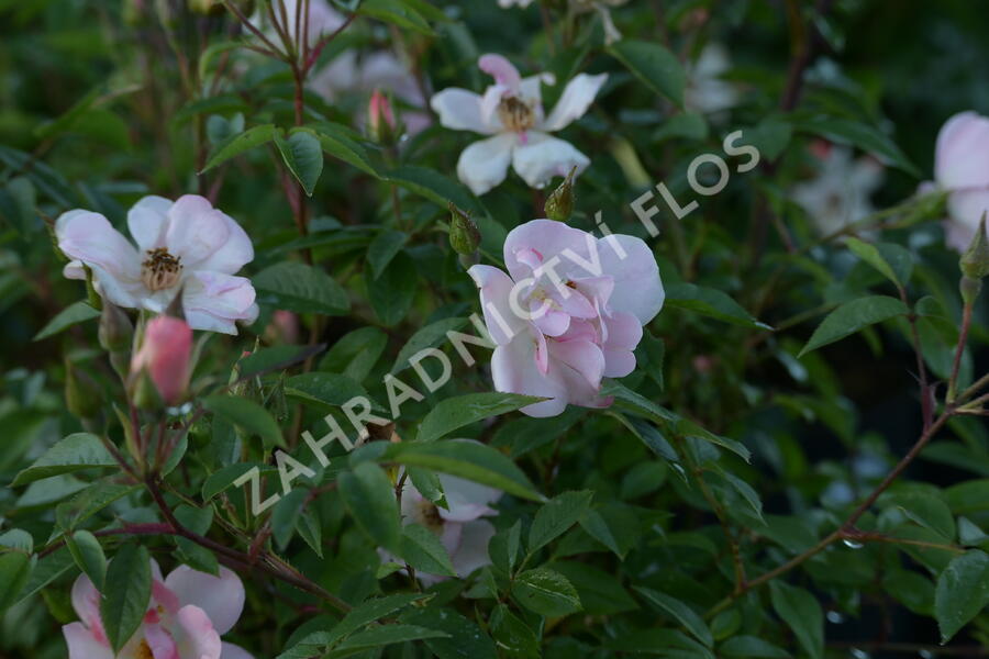 Růže pnoucí 'Open Arms' - Rosa PN 'Open Arms'