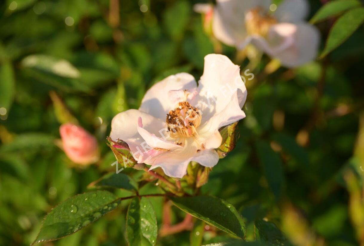 Růže pnoucí 'Open Arms' - Rosa PN 'Open Arms'