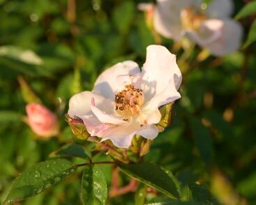 Růže pnoucí 'Open Arms'