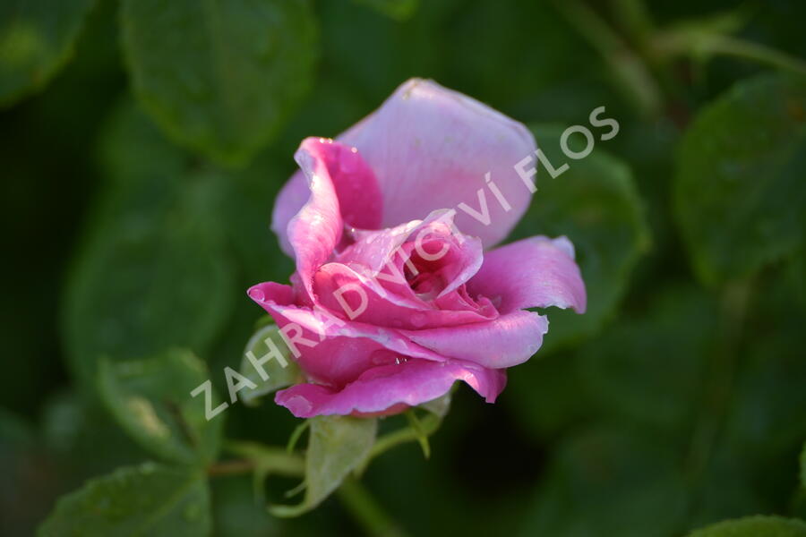 Anglická růže Davida Austina 'Princess Anne' - Rosa S 'Princess Anne'