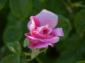 Růže anglická David Austin 'Princess Anne' - Rosa S 'Princess Anne'