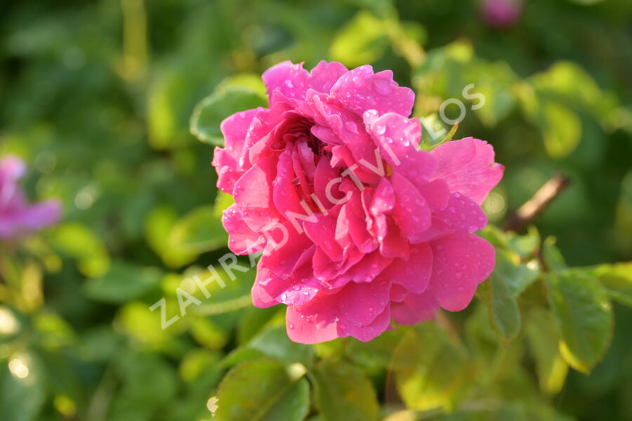 Anglická růže Davida Austina 'Princess Anne' - Rosa S 'Princess Anne'