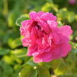 Anglická růže Davida Austina 'Princess Anne' - Rosa S 'Princess Anne'