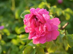 Růže anglická David Austin 'Princess Anne' - Rosa S 'Princess Anne'