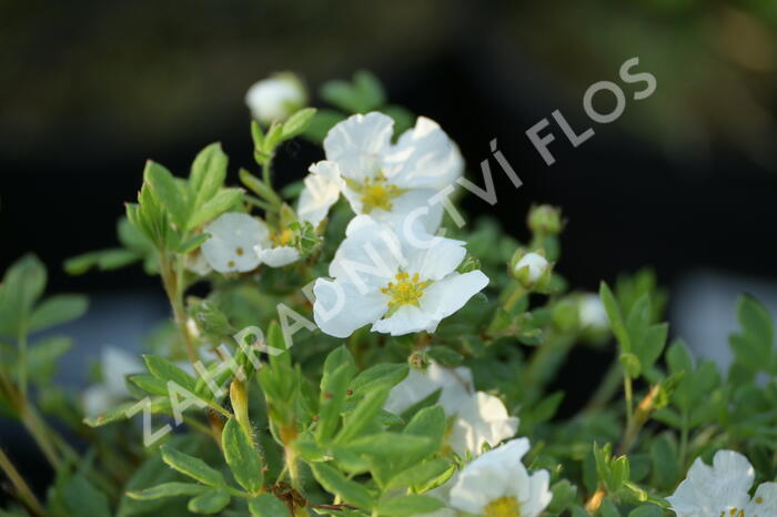 Mochna křovitá 'Bella Bianca' - Potentilla fruticosa 'Bella Bianca'