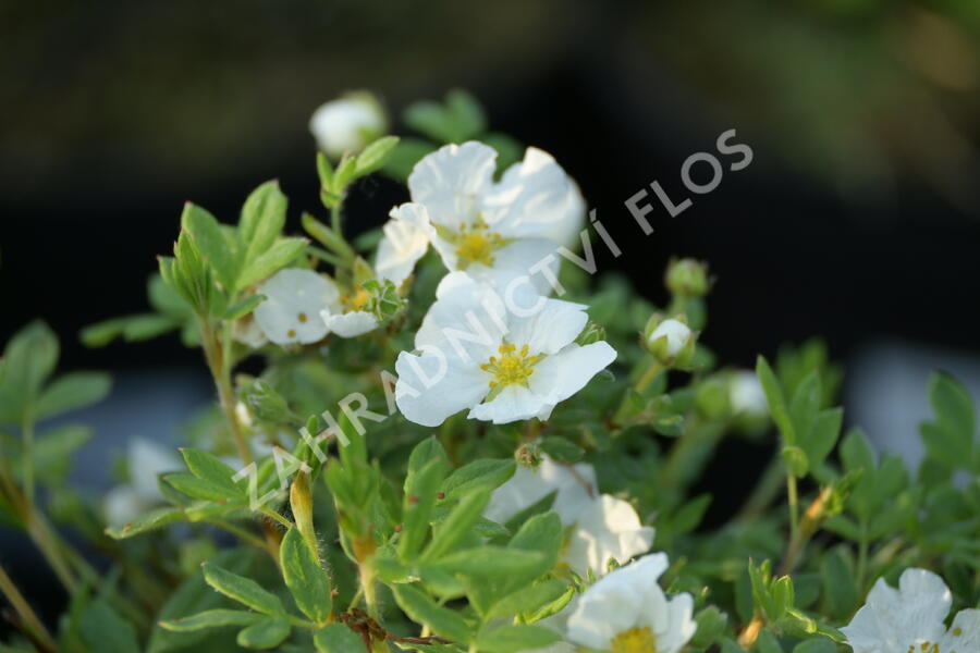 Mochna křovitá 'Bella Bianca' - Potentilla fruticosa 'Bella Bianca'