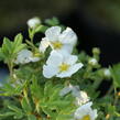 Mochna křovitá 'Bella Bianca' - Potentilla fruticosa 'Bella Bianca'