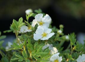 Mochna křovitá 'Bella Bianca' - Potentilla fruticosa 'Bella Bianca'