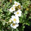 Mochna křovitá 'Bella Bianca' - Potentilla fruticosa 'Bella Bianca'