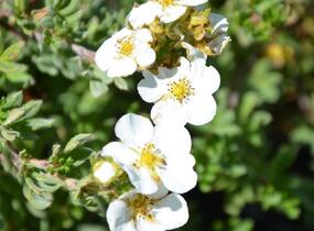 Mochna křovitá 'Bella Bianca' - Potentilla fruticosa 'Bella Bianca'