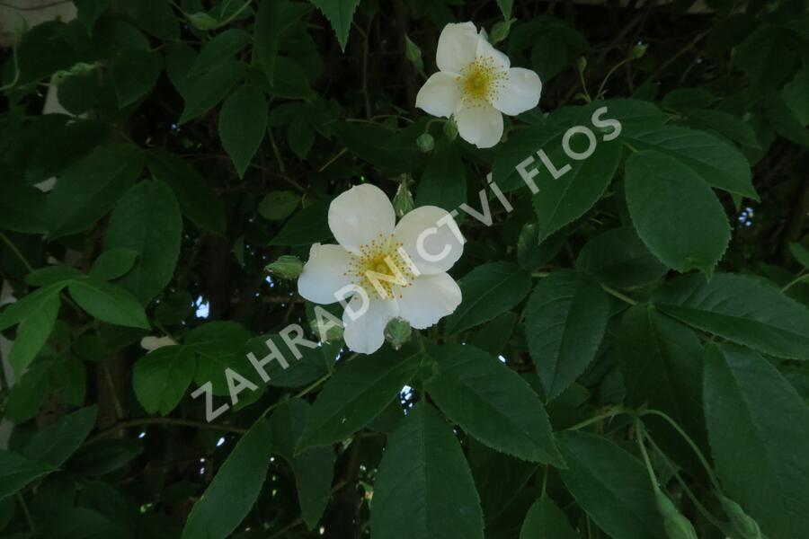 Růže pnoucí 'Kiftsgate' - Rosa PN filipes 'Kiftsgate'